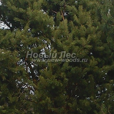 ���� ����� ������������ (������� Pinus sylvestris) - ���� 813 - ������� ����� ������������ ������ (����, �����������, ������� ��������� ����� ������ ������)