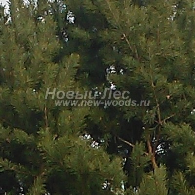    ( Pinus sylvestris) -  814 -       (, ,  )
