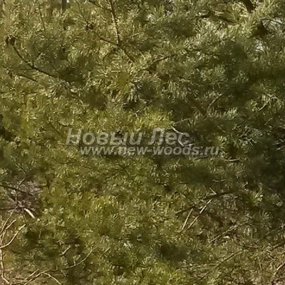 ���� ����� ������������ (������� Pinus sylvestris) - ���� 815 - ������ ����� ���������� ����� �����, ����� ����������� ������ (����, ������)