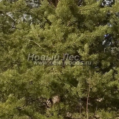    ( Pinus sylvestris) -  816 -               