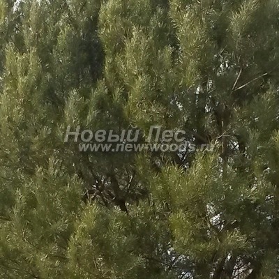    ( Pinus sylvestris) -  817 -      ,     
