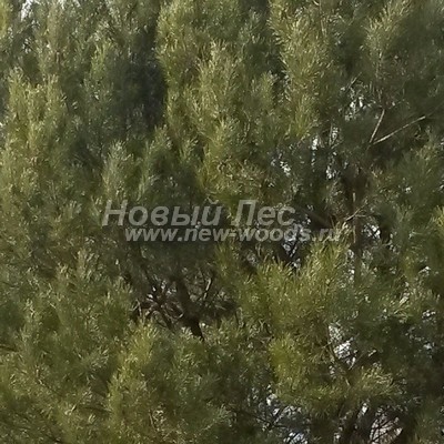 ���� ����� ������������ (������� Pinus sylvestris) - ���� 817 - �� ����� ������ �������� �� �������, ��� ����� ����� ����� ������