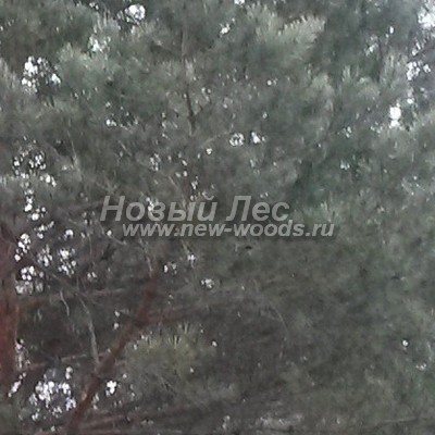    ( Pinus sylvestris) -  818 -       -  ,       