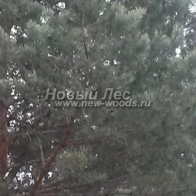 ���� ����� ������������ (������� Pinus sylvestris) - ���� 818 - ����� � ����� ����� ���� � ����-������� ��������� �����, ���� ��� ���� �������� � ��� ������