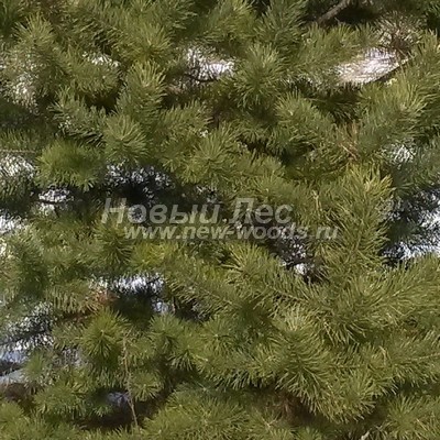    ( Pinus sylvestris) -  820 -    ,        ,       