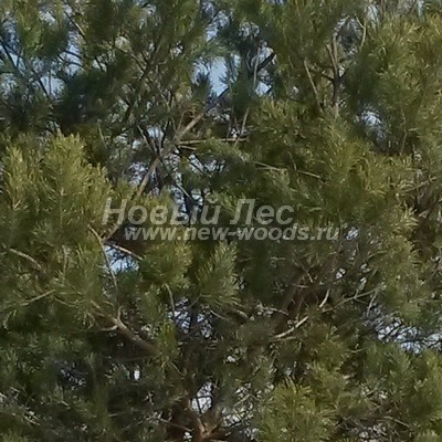    ( Pinus sylvestris) -  821 -             