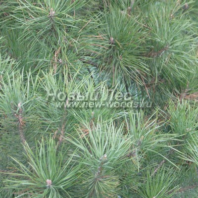    ( Pinus sylvestris) -  822 -        ,     (       ) -  