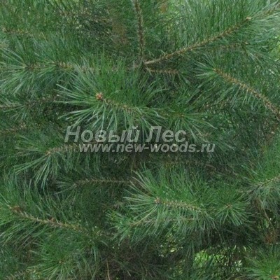    ( Pinus sylvestris) -  823 -         