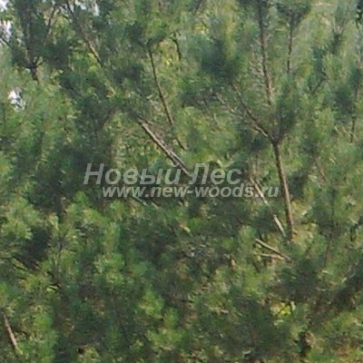    ( Pinus sylvestris) -  824 -   ,     