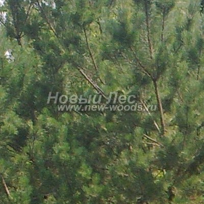 ���� ����� ������������ (������� Pinus sylvestris) - ���� 824 - ����� ����� ������������, ���������� � ���� ����� �������