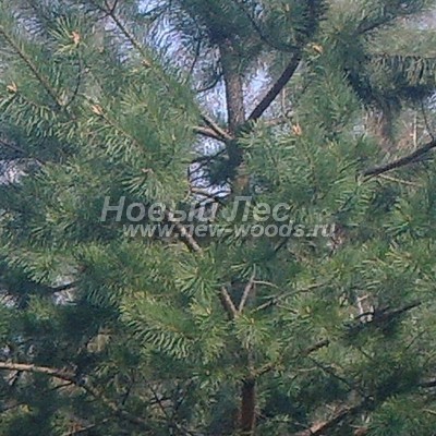 ���� ����� ������������ (������� Pinus sylvestris) - ���� 825 - ������ ���� �������� � ���������� ������� ������� ������ � ������