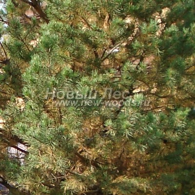 ���� ����� ������������ (������� Pinus sylvestris) - ���� 826 - Ҹ���� ��������� ������ (�������� ����� ������� ����) ������ ����� ��������� ����� (������, ���������� �������). �� ������ ��� �������� ������� - ������ �� ������ � ����������� ����� 2-4 ����