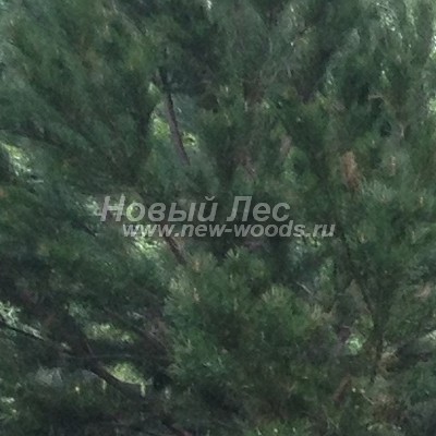    ( Pinus sylvestris) -  828 -           (24  2012 ,   ) -    
