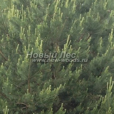    ( Pinus sylvestris) -  829 -        -   -  (31  2012 ,   )