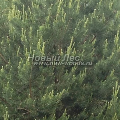 ���� ����� ������������ (������� Pinus sylvestris) - ���� 829 - �� �� ������ � ����������� ����� ������ - ����� ������ ������-������ ������ (31 ��� 2012 ����, ����� ���������� �������)