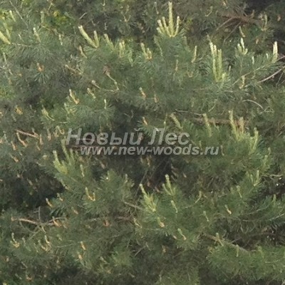    ( Pinus sylvestris) -  830 -     - -       