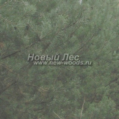    ( Pinus sylvestris) -  831 -           ( 2014,   )