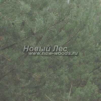 ���� ����� ������������ (������� Pinus sylvestris) - ���� 831 - ������� ���� ������ ����� ������������ � ������ ������� ��������� ���� (������� 2014, ����� ��������� ������)