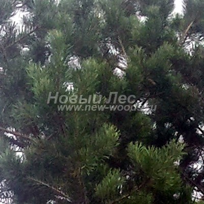    ( Pinus sylvestris) -  832 -          :        (2015,  )