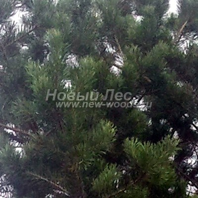 ���� ����� ������������ (������� Pinus sylvestris) - ���� 832 - ���� ����� ���� �� ������ ����� ����� ��� � �������: ����� ����� ����� � �� ����� ��������� (2015, ���������� �������)