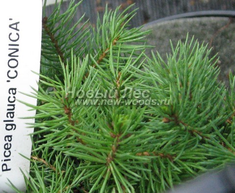 ���� ��� ����� ������ (��� ��������� ������, Picea glauca 'Conica') - �����, ����, ����� - ���� 901 - ������ �������� �������� ��� ����� ������ (Picea glauca 'Conica')