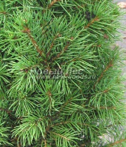     (  , Picea glauca 'Conica') - , ,  -  902 -   :      
