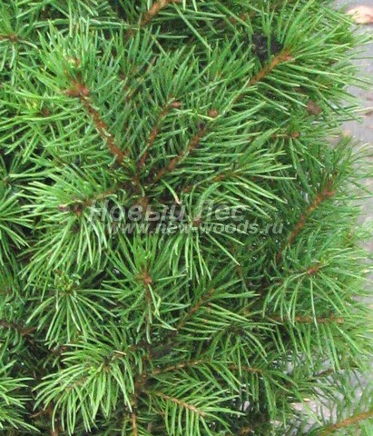 ���� ��� ����� ������ (��� ��������� ������, Picea glauca 'Conica') - �����, ����, ����� - ���� 902 - ���� �� ������: ������������ ������� ������ ��� ��������� ������