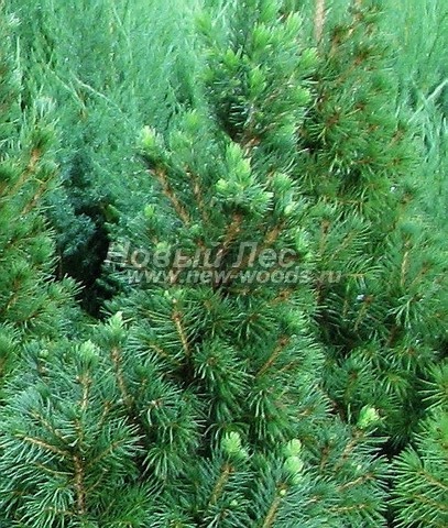 ���� ��� ����� ������ (��� ��������� ������, Picea glauca 'Conica') - �����, ����, ����� - ���� 903 - ������� ���� �� ��������� ����� ���� ����� ����� ������ (����)