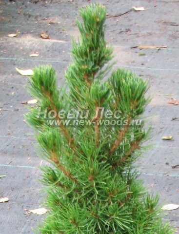 ���� ��� ����� ������ (��� ��������� ������, Picea glauca 'Conica') - �����, ����, ����� - ���� 904 - �������� ������������� �������� ������ ��� ������
