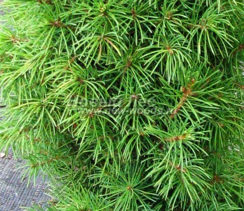 ���� ��� ����� ������ (��� ��������� ������, Picea glauca 'Conica') - �����, ����, ����� - ���� 905 - ���� ��� ����� ������ (���� ������� ������)
