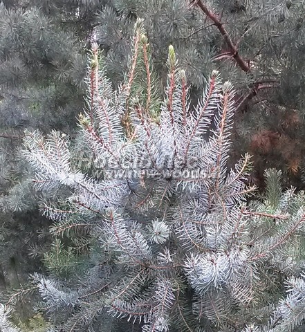 ���� ��� �������� (Picea omorika) - �����, ����, ����� - ���� 902 - ���� � ����� ������ ��� �������� (�������)