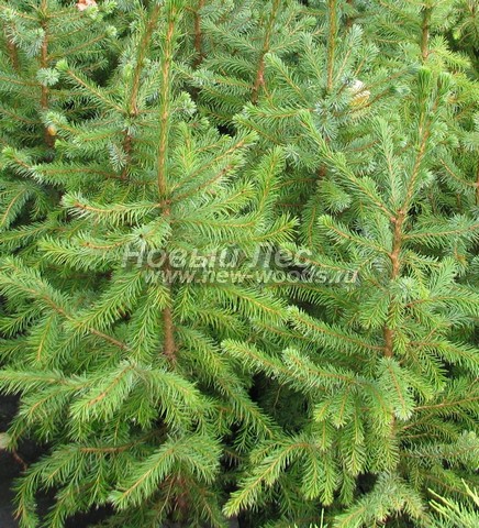 ���� ��� �������� (Picea omorika) - �����, ����, ����� - ���� 903 - ������� �������� ��� ��������