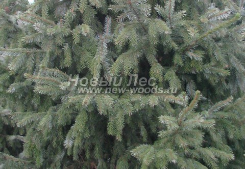 ���� ��� �������� (Picea omorika) - �����, ����, ����� - ���� 904 - ����� � ���� ��������� ������ ��� �������� (�������)
