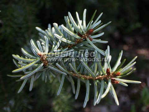 ���� ��� �������� (Picea omorika) - �����, ����, ����� - ���� 905 - ������ ������ ��� �������� (���� ������� ������)