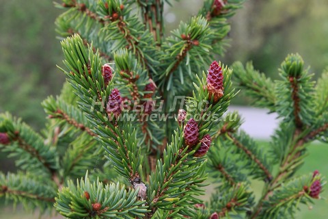 ���� ��� �������� (Picea omorika) - �����, ����, ����� - ���� 906 - ������� ���� � ����� ������ ��� �������� (�����, ���)