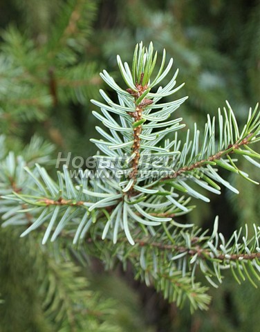���� ��� �������� (Picea omorika) - �����, ����, ����� - ���� 907 - ������ �������� �������� ��� �������� (Picea omorika) � �������� ����������