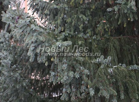 ���� ��� �������� (Picea omorika) - �����, ����, ����� - ���� 908 - ���� ������������� ������ ��� ������� ����� � �������