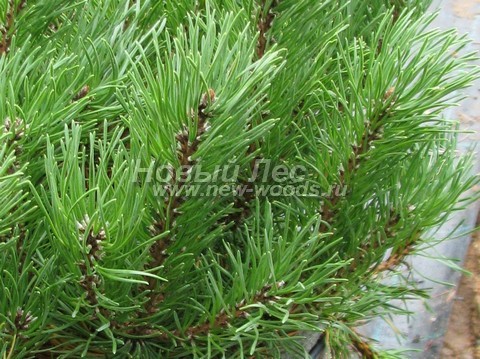    (Pinus mugo) - , ,  -  901 -    ( , , , )