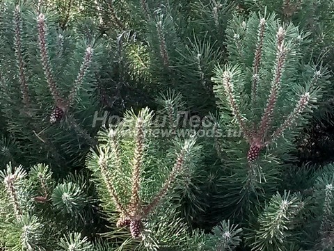 ���� ����� ������ (Pinus mugo) - �����, ����, ����� - ���� 902 - ����� ������ - �����, ����, ����� (�����, ������)