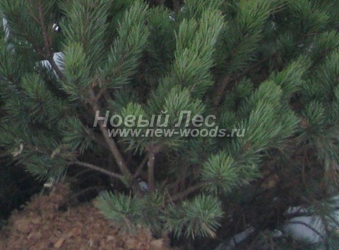 ���� ����� ������ (Pinus mugo) - �����, ����, ����� - ���� 903 - ����� �������� �������� ����� ������