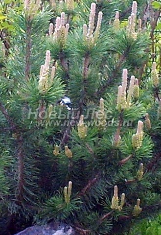 ���� ����� ������ (Pinus mugo) - �����, ����, ����� - ���� 904 - �������� �� ������ ����� ������ (������� ������, �����, ���)