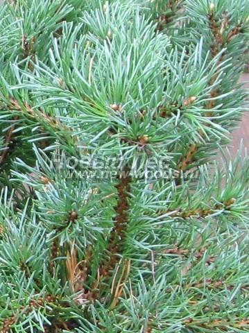    (Pinus mugo) - , ,  -  905 -     