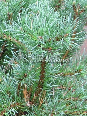 ���� ����� ������ (Pinus mugo) - �����, ����, ����� - ���� 905 - ������ ���� ����� ������ ������