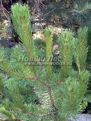 ���� ����� ������ (Pinus mugo) - �����, ����, ����� - ���� 906 - ����� �������� �������� ����� ������ � �������� �������� ����� ���� (����, ����)