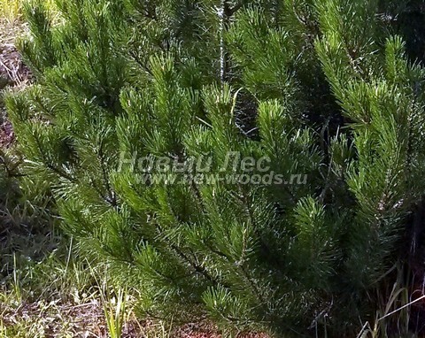 ���� ����� ������ (Pinus mugo) - �����, ����, ����� - ���� 907 - ����� ������ (������������� �����)