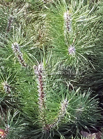 ���� ����� ������ (Pinus mugo) - �����, ����, ����� - ���� 908 - ������� ��� �������, ������� ������������ �� ����� ������