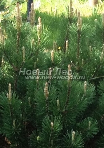 ���� ����� ������ (Pinus mugo) - �����, ����, ����� - ���� 909 - �������� �������� ����� ������ (���, �����, ���������� �������)