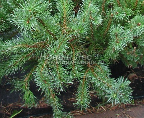    (Pinus mugo) - , ,  -  910 -    
