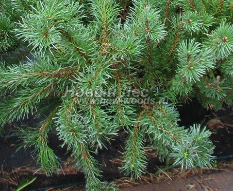 ���� ����� ������ (Pinus mugo) - �����, ����, ����� - ���� 910 - ����� ���������� ����� ������