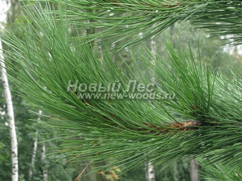 ���� ����� ������ ����������� (Pinus nigra) - �����, ����, ����� - ���� 901 - ���� ������ ����� ������ (Pinus nigra) ����� ������, ��� � ����� ������������